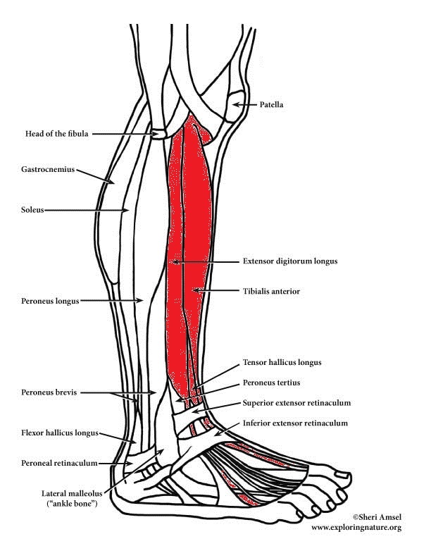 Lower Leg, Ankle & Foot – BODY SMART