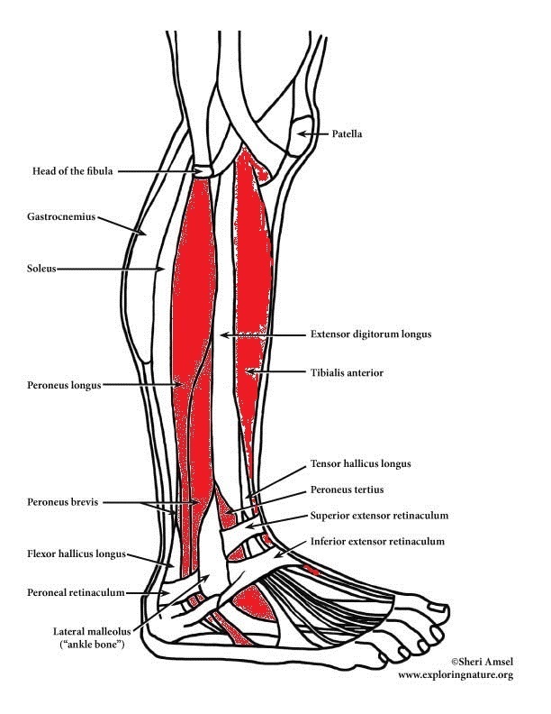 Lower Leg, Ankle & Foot