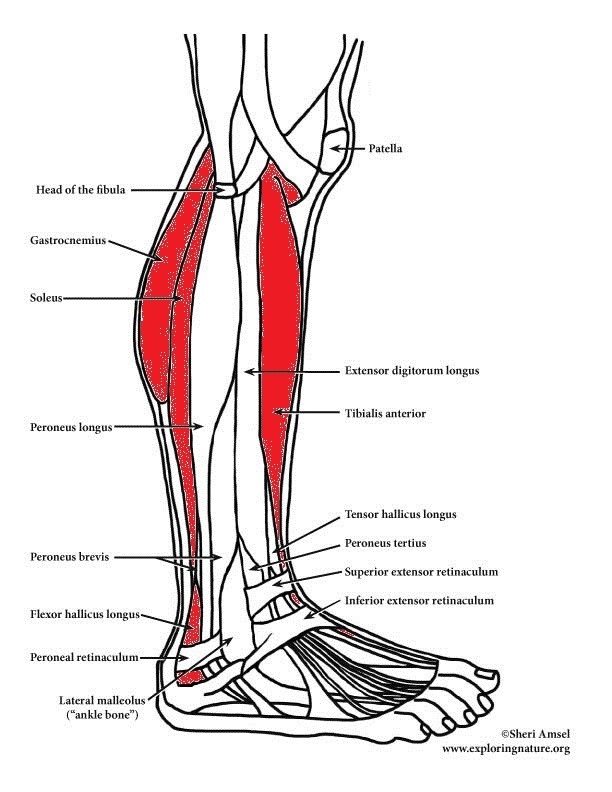 Lower Leg, Ankle & Foot – BODY SMART